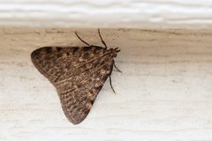 Aglossa pinguinalis