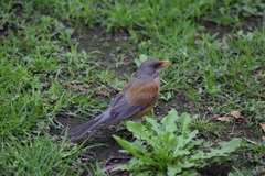 Turdus rufopalliatus