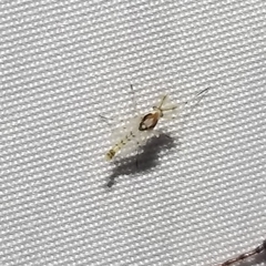 Coelotanypus concinnus
