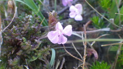 Pedicularis sylvatica sylvatica