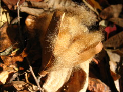 Pochota fendleri