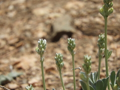 Lupinus peirsonii