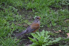 Turdus rufopalliatus