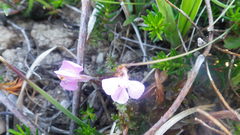 Pedicularis sylvatica sylvatica