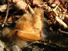 Pochota fendleri