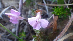 Pedicularis sylvatica sylvatica