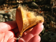 Pochota fendleri