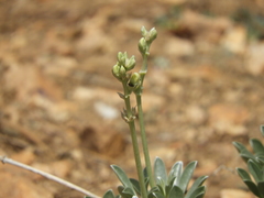 Lupinus peirsonii