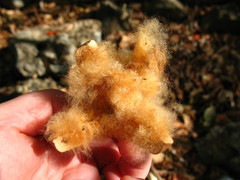 Pochota fendleri