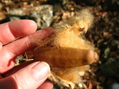 Pochota fendleri