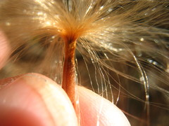 Pochota fendleri