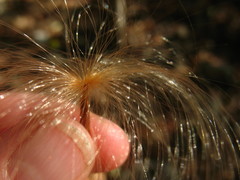 Pochota fendleri