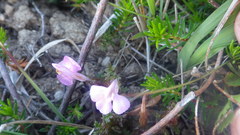 Pedicularis sylvatica sylvatica