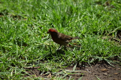 Haemorhous mexicanus