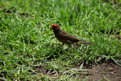 Haemorhous mexicanus