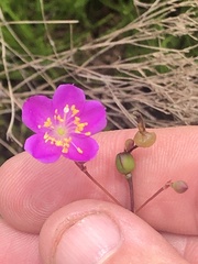 Phemeranthus mengesii
