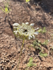 Artedia squamata