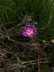 Phemeranthus mengesii