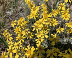 Packera werneriifolia