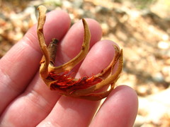 Pochota fendleri