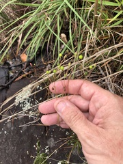 Phemeranthus mengesii