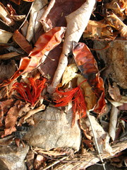 Pochota fendleri