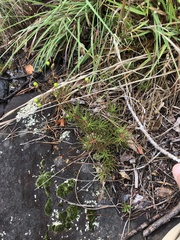 Phemeranthus mengesii