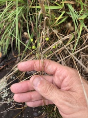 Phemeranthus mengesii