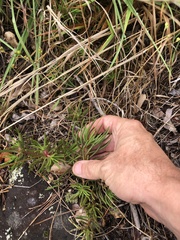 Phemeranthus mengesii