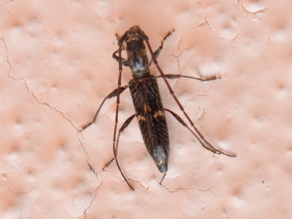 Heterachthes zapopana