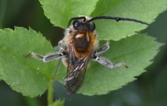 Eucera