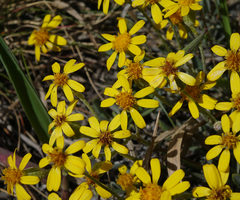 Packera werneriifolia