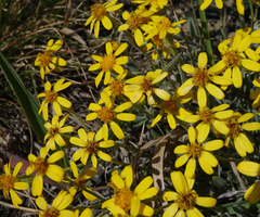 Packera werneriifolia