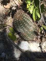 Echinocereus armatus