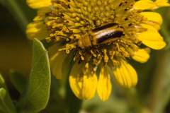 Nemognatha punctulata