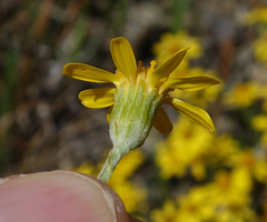 Packera werneriifolia
