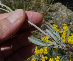 Packera werneriifolia