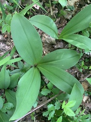Clintonia borealis