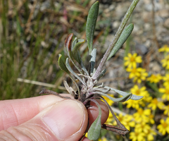 Packera werneriifolia