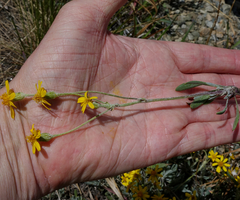 Packera werneriifolia