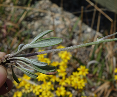 Packera werneriifolia