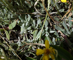 Packera werneriifolia