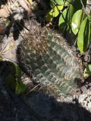 Echinocereus armatus