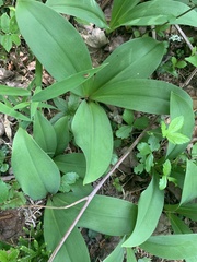 Clintonia borealis