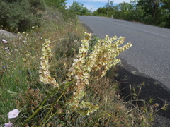 Rumex intermedius