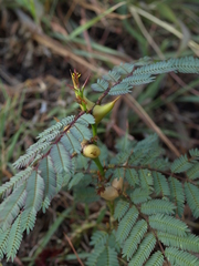 Vachellia collinsii