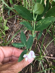 Lathyrus lanszwertii