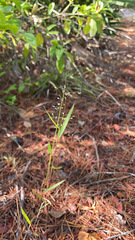 Dichanthelium patentifolium