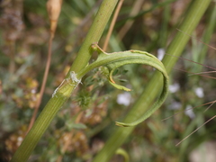 Rumex intermedius