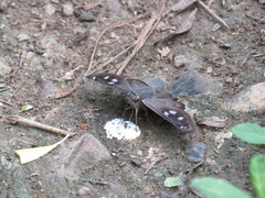 Polygonus leo arizonensis